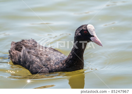 Water bird Eurasian coot, Fulica atra, swiming in shallow water 85247967