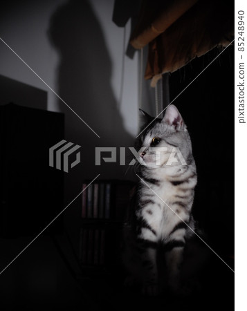portraits of a cute short hair young lazy sleepy AMERICAN SHORT HAIR breed kitty grey and black stripes home cat relaxing in low light condition at night. 85248940