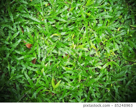 green leaves background grass  leaves tropical garden floor under natural sunlight authentic shot selective focus for backdrop or background use 85248963