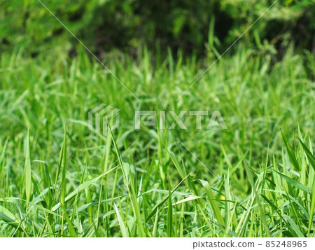 green leaves background grass  leaves tropical garden floor under natural sunlight authentic shot selective focus for backdrop or background use 85248965