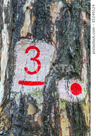 Tree Marking Forest Tree Marking Forest 85249124