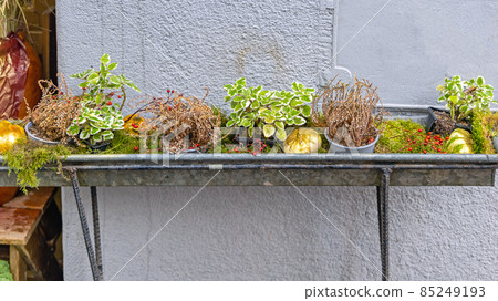 Plants Decor in Gutter Plants Decor in Gutter 85249193