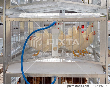 White Chickens Poultry Farm White Chickens Poultry Farm 85249203