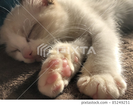 Ragdoll kitten kitten Ragdoll kitten kitten 85249251