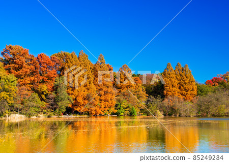 東京石上公園的秋葉 85249284