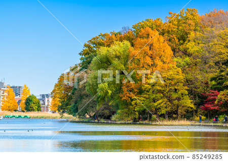 東京石上公園的秋葉 85249285