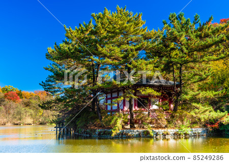 東京石上公園的秋葉 85249286