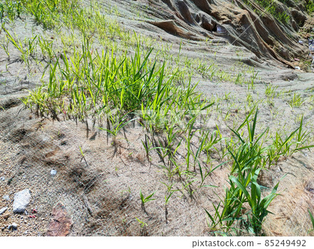 Permanent slope protection with grass using the hydroseed method. The grass is used to stabilize the slope structure and prevent slope erosion. Effective and less maintenance.  85249492