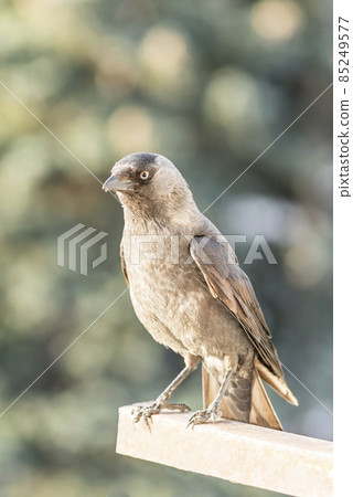The western jackdaw in town on a blurry background The western jackdaw in town on a blurry background 85249577
