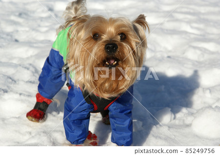 Yorkshire terrier in blue costume playing in the snow in winter 85249756