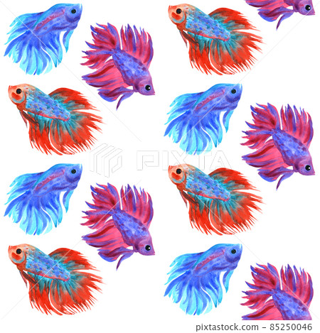 Fighting fish pattern. Beautiful multicolored fish Betta splendens. Watercolor illustration. Fighting fish pattern. Beautiful multicolored fish Betta splendens. Watercolor illustration. 85250046