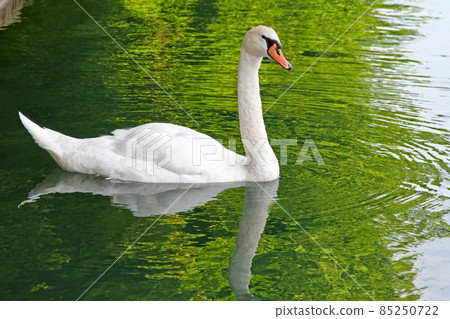 Swan Swan 85250722