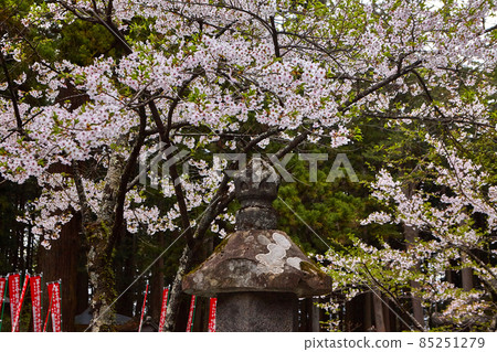 Hanami- blossom of cherry in Japan - 85251279