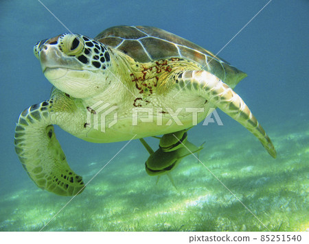 turtle in the sea 85251540