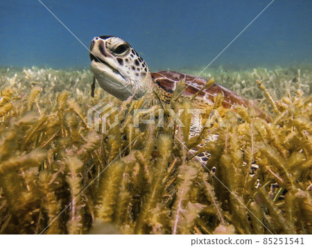 turtle in the sea 85251541
