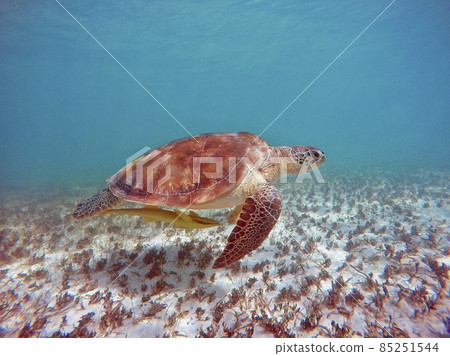 turtle in the sea 85251544