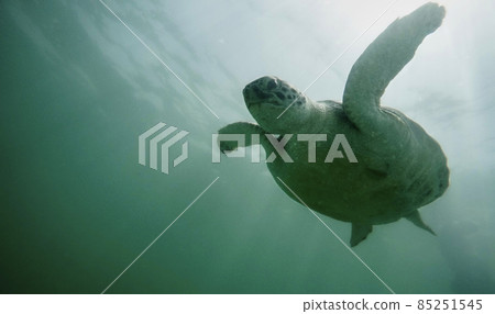turtle in the sea 85251545