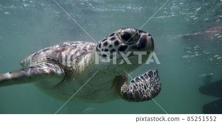 sea turtle sea turtle 85251552