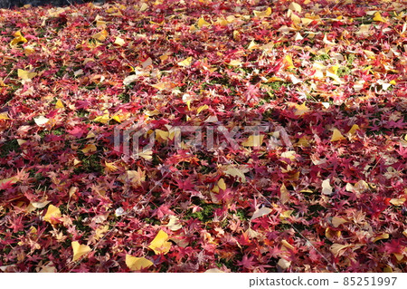 A landscape with fallen leaves of maple that turned red and orange on green moss, and fallen leaves and dead leaves of ginkgo that turn yellow. A landscape with fallen leaves of maple that turned red and orange on green moss, and fallen leaves and dead leaves of ginkgo that turn yellow. 85251997