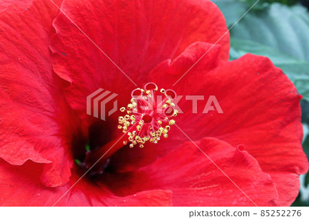 Macro of the stigma and stamen on a Hibiscus flower Macro of the stigma and stamen on a Hibiscus flower 85252276
