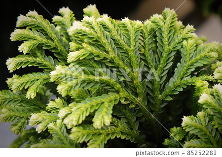 Macro of the leaves on a Frosty Tip Fern 85252281