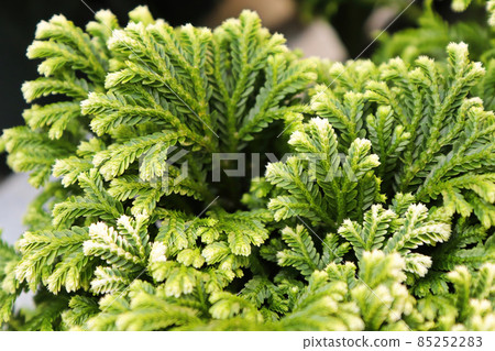 Closeup of the variegated tips on a Frosted Tip Moss Closeup of the variegated tips on a Frosted Tip Moss 85252283