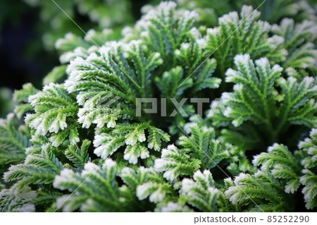 Closeup of the variegated tips on a Frosty Tip Fern Closeup of the variegated tips on a Frosty Tip Fern 85252290
