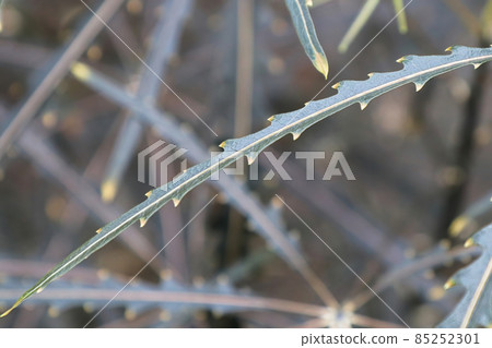 Macro of the leaf centers on a False Aralia plant 85252301