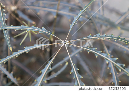 Macro of the leaf centers on a False Aralia plant 85252303