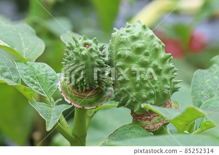 Macro of the seed pod on a datura plant Macro of the seed pod on a datura plant 85252314