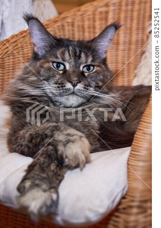 Close-up portrait of maine coon cat, front view. Close-up portrait of maine coon cat, front view. 85252541