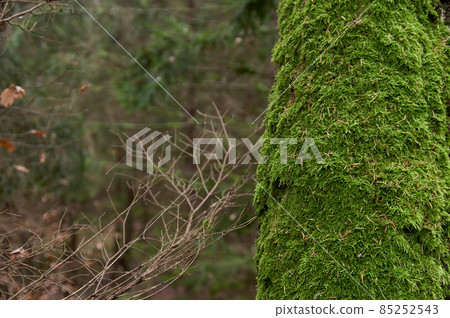 Tree trunk covered with green moss. Thick moss on an old tree. Copy space Tree trunk covered with green moss. Thick moss on an old tree. Copy space 85252543