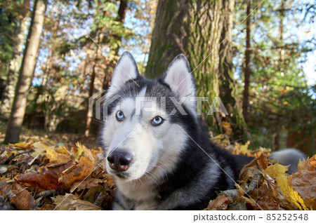 Hasky dog sits and looks around. High quality photo Hasky dog sits and looks around. High quality photo 85252548