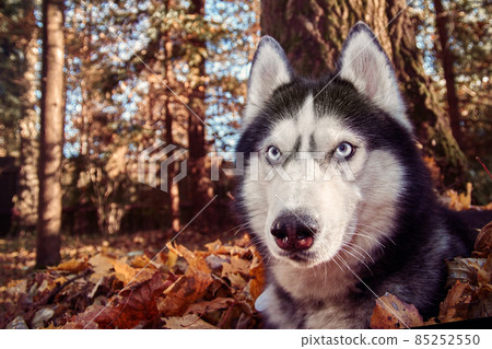 Ssiberian Husky dog lying in the yellow and red leaves. Husky Dog on the background of nature, sunny day. Ssiberian Husky dog lying in the yellow and red leaves. Husky Dog on the background of nature, sunny day. 85252550