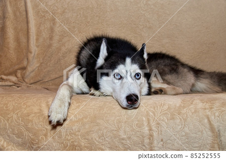 Cute husky dog is lying on the couch. Gorgeous smart dog with blue eyes, close-up portrait and looks away 85252555
