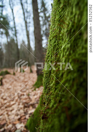 Tree trunk covered with green moss. Thick moss on an old tree Tree trunk covered with green moss. Thick moss on an old tree 85252562