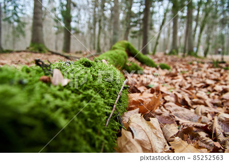 Tree trunk covered with green moss. Thick moss on an old tree 85252563