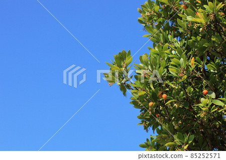 Hime strawberry fruit, flowers and blue sky Hime strawberry fruit, flowers and blue sky 85252571