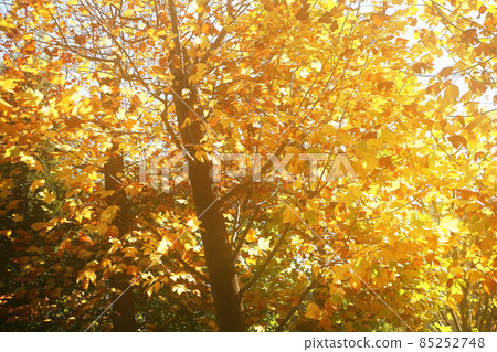 In the deep autumn, the large leaves of the tulip tree are colored 85252748