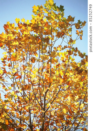 In the deep autumn, the large leaves of the tulip tree are colored 85252749