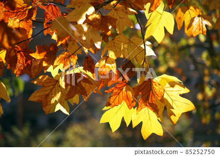In the deep autumn, the large leaves of the tulip tree are colored 85252750