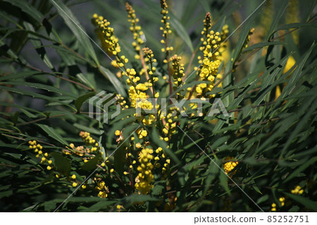 Mahonia Confusa Yellow and cute flowers bloom Mahonia Confusa Yellow and cute flowers bloom 85252751