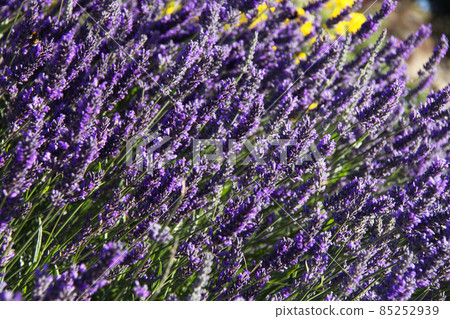 Lavender blooming in Calafate of Patagonia 85252939