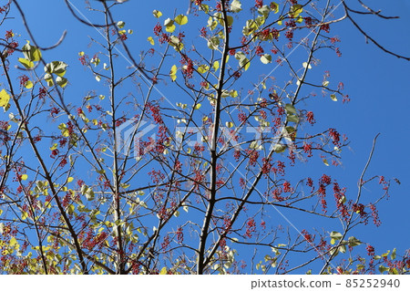 藍天、多果紅果和綠葉景觀 藍天、多果紅果和綠葉景觀 85252940