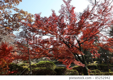 藍天、白天、鮮紅楓葉、棕葉和綠色植物的園林景觀 85252942