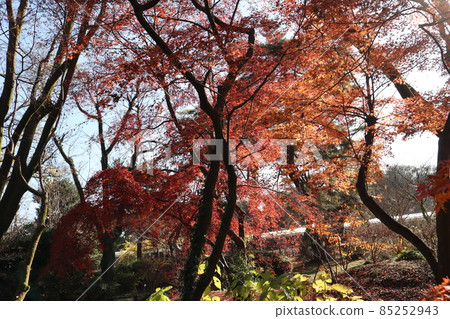 藍天白雲、紅楓葉、冬枯樹、各色植被、落葉等公園森林景觀 藍天白雲、紅楓葉、冬枯樹、各色植被、落葉等公園森林景觀 85252943