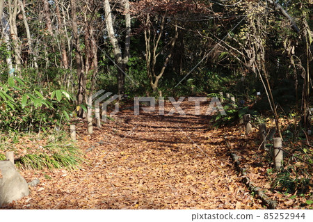 樹林中的風景,走道兩旁落葉 樹林中的風景,走道兩旁落葉 85252944