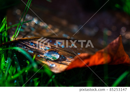 Fallen leaves with morning dew 85253147