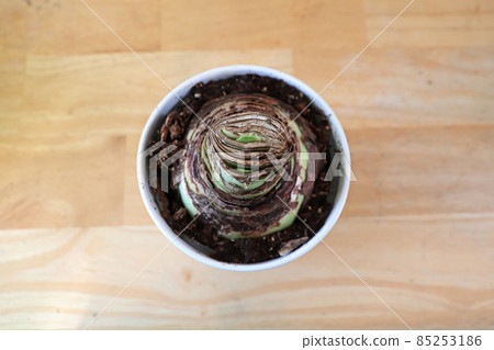 Top view of an Amaryllis potted plant about to sprout Top view of an Amaryllis potted plant about to sprout 85253186