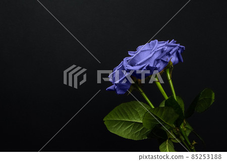 Tender purple roses bouquet isolated on dark background. Banner for Valentines Day, International Womens Day or mothers day. Trendy banner with 2022 color of the year very peri Tender purple roses bouquet isolated on dark background. Banner for Valentines Day, International Womens Day or mothers day. Trendy banner with 2022 color of the year very peri 85253188
